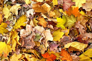 akçaağaç arka plan sonbahar yaprakları