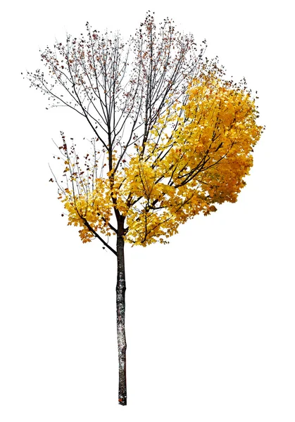 Árvore de bordo isolada sobre fundo branco — Fotografia de Stock