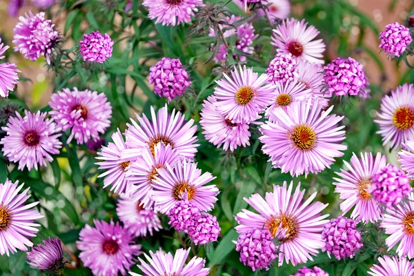 Chrysanthemum flowers — Stock Photo, Image