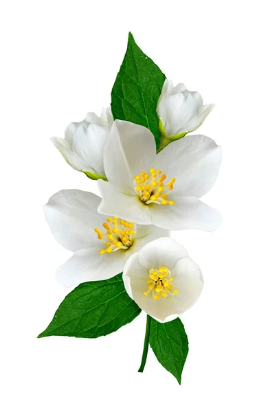 Jasmine white flower isolated on white background — Stock Photo, Image