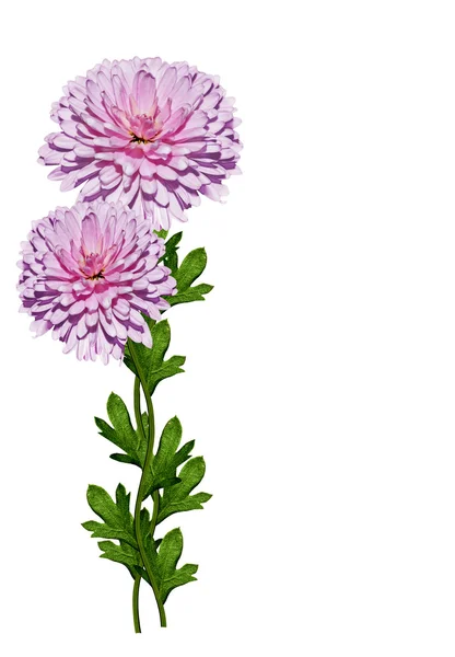 Crisantemo isolato su sfondo bianco — Foto Stock
