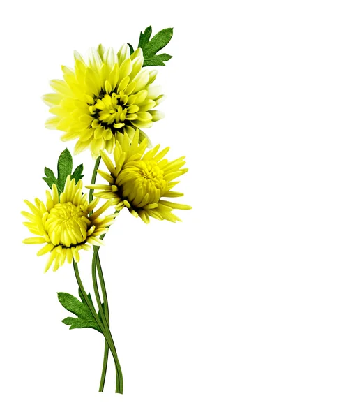 Chrysanthemum isolated on white background — Stock Photo, Image
