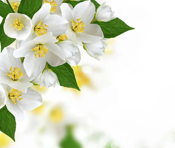 Flores jasmim — Fotografia de Stock