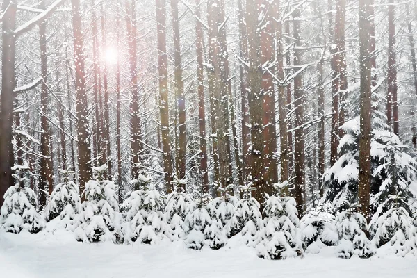 Vinter. snöfall. — Stockfoto