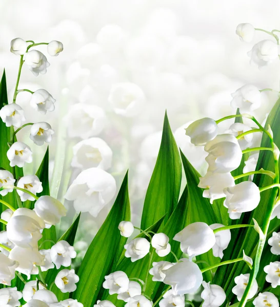 Hintergrund des Frühlings Blumen Lilie des Tales — Stockfoto