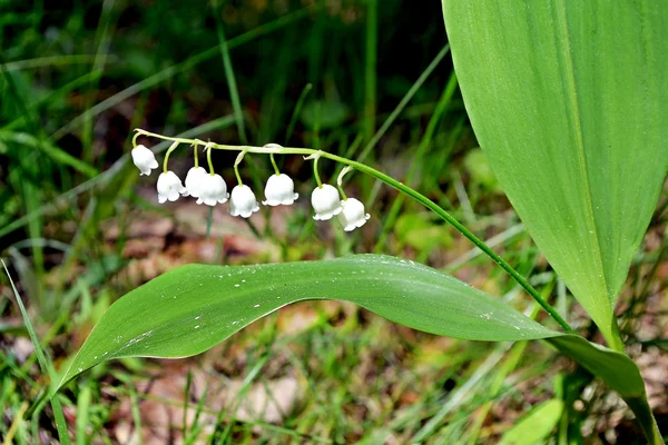 Lys de la vallée — Photo