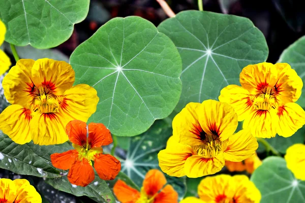 Nasturtium çiçekler — Stok fotoğraf