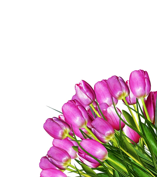 Flowers tulips — Stock Photo, Image