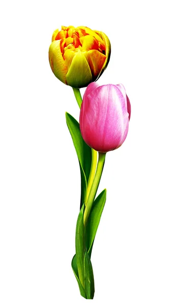 Tulipano olandese isolato su sfondo bianco — Foto Stock