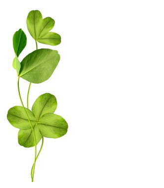 beyaz zemin üzerine dört yapraklı yonca