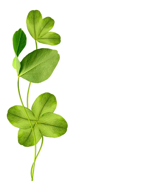 Leaf clover on white background — Stock Photo, Image