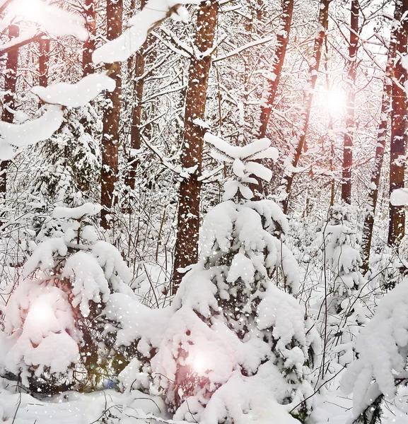 Winterwald — Stockfoto