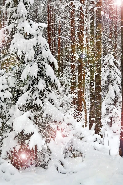Zima. sněžení. — Stock fotografie