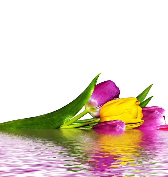 一束粉红色郁金香花，白色背景分离 — 图库照片