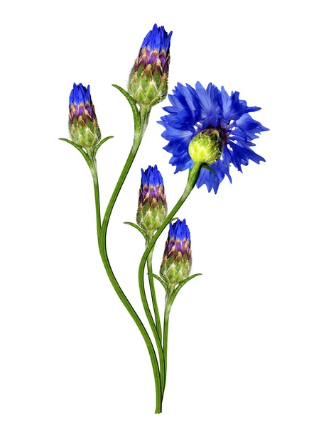 Flowers cornflowers isolated on white background — Stock Photo, Image