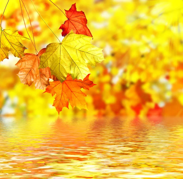 Fogliame autunnale. — Foto Stock