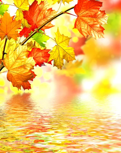 Autumn foliage — Stock Photo, Image