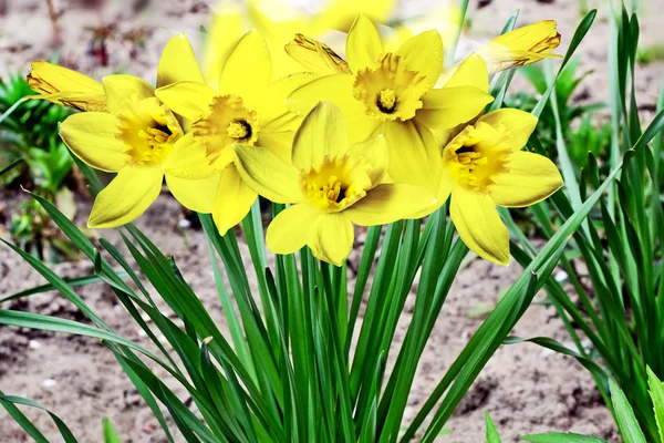 Květiny Narcis. — Stock fotografie