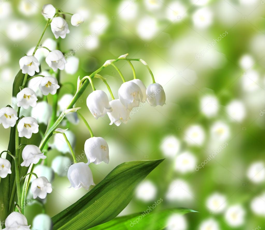 lily of the valley