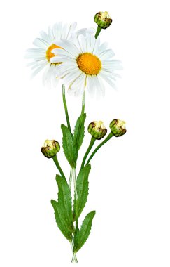 Beyaz arka planda izole edilmiş papatyalar.