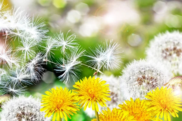 Summer landscape with flowers dandelions — Stock Photo, Image