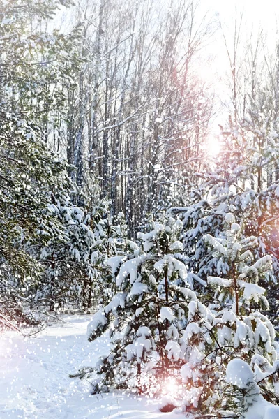 Bosque de invierno — Foto de Stock