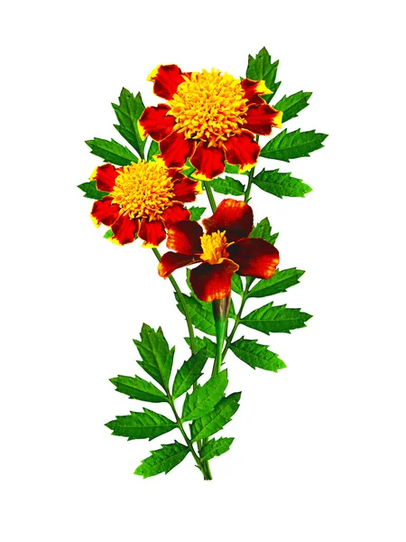 Marigold flowers isolated on white background — Stock Photo, Image