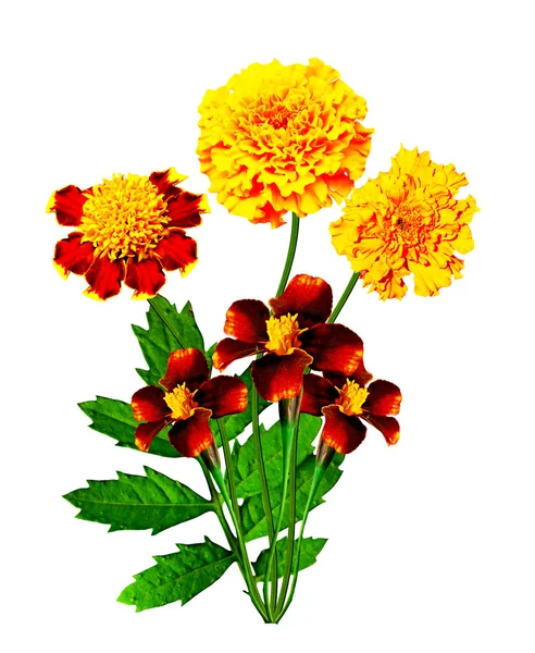 Marigold kwiaty izolowane na białym tle — Zdjęcie stockowe