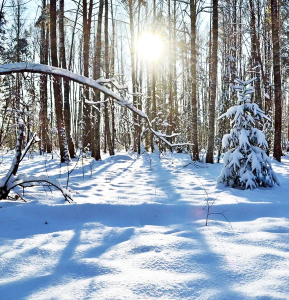 Foresta invernale — Foto Stock