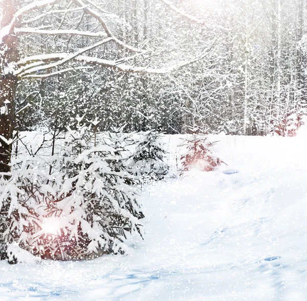 El invierno. Nieve . —  Fotos de Stock