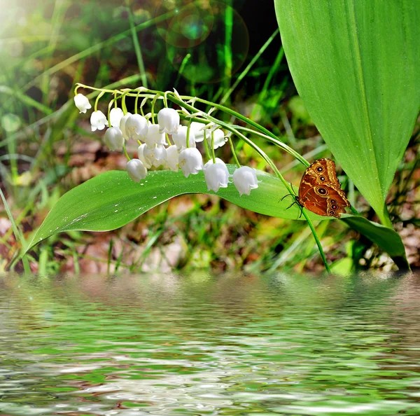 Lily do vale — Fotografia de Stock