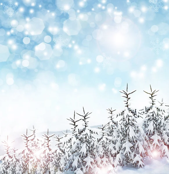 Vinter bakgrund. Winter forest — Stockfoto