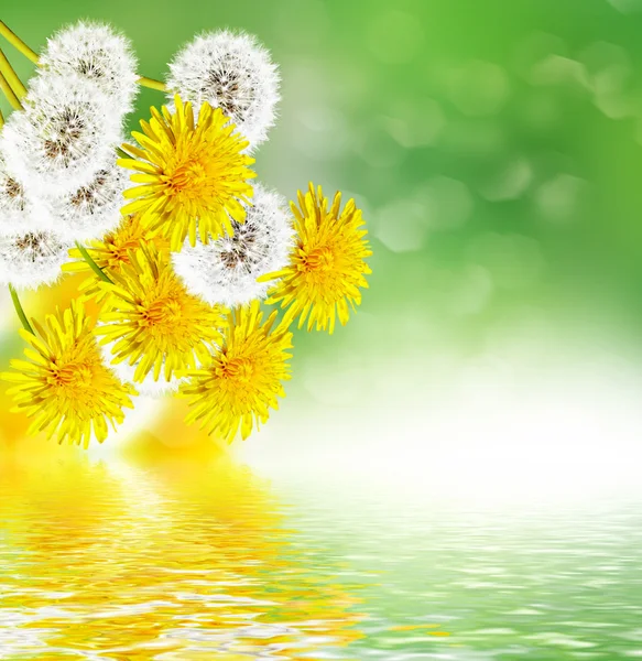 Paesaggio primaverile con una giovane erba — Foto Stock