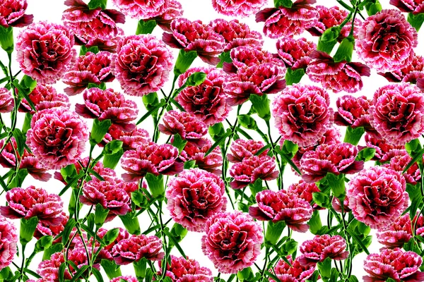 Background of flowers carnation — Stock Photo, Image