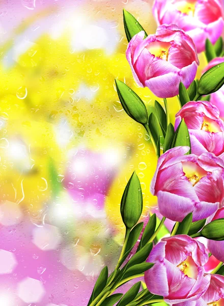 Flowers tulips and mimosa — Stock Photo, Image