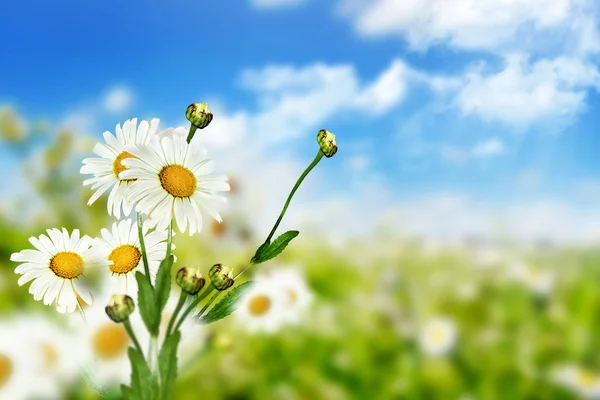 Flores de manzanilla y cielo azul con nubes — Foto de Stock