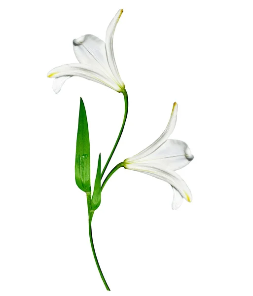 Lily flowers isolated on white background — Stock Photo, Image