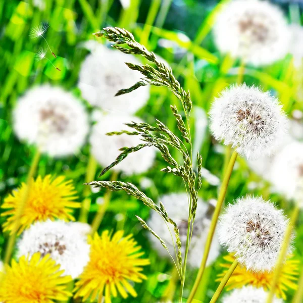 Paesaggio estivo con fiori denti di leone — Foto Stock