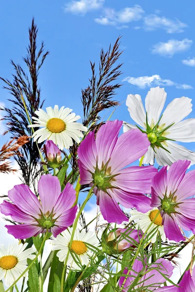 Flores de manzanilla y cielo azul con nubes —  Fotos de Stock