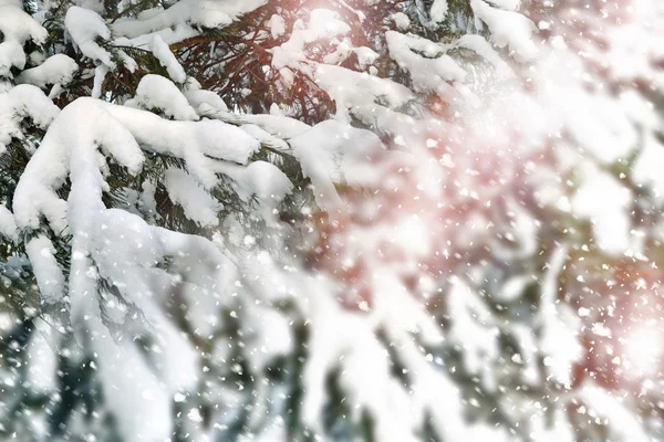 Vinterskog — Stockfoto