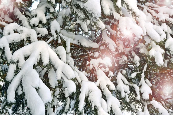 Vinterskog — Stockfoto