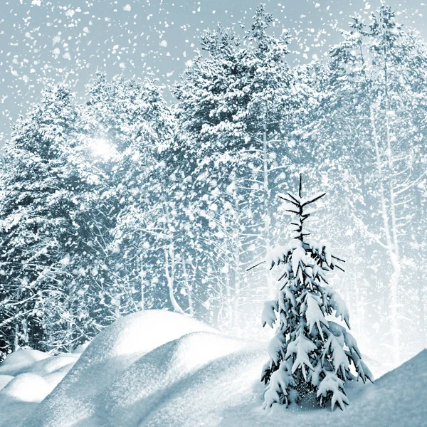 Winter. Snowfall. — Stock Photo, Image