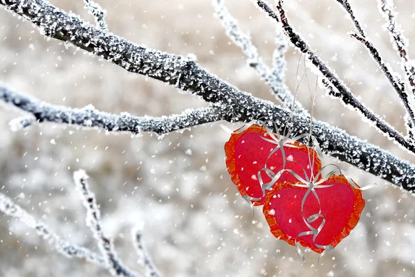 Kış orman. kalp — Stok fotoğraf