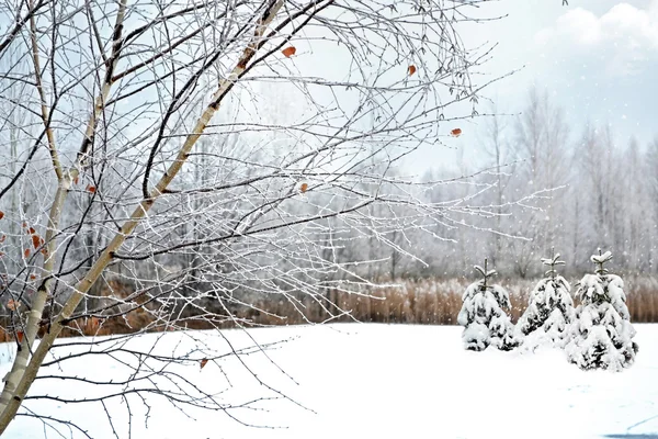 Bosque de invierno — Foto de Stock