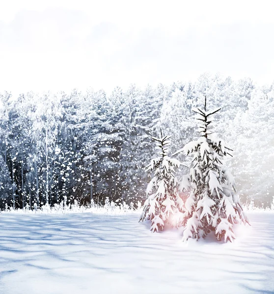 Winter Forest — Stock Photo, Image