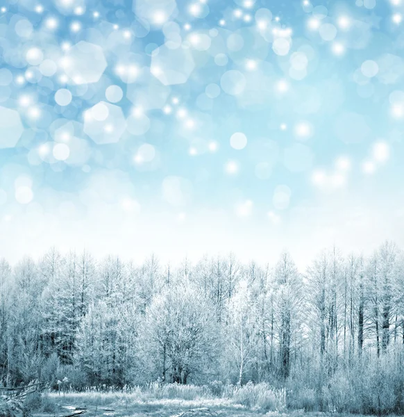 Winter forest — Stock Photo, Image