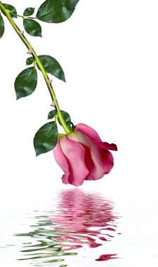 Beyaz arkaplanda kırmızı güller