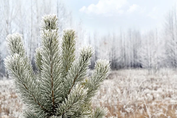 Winterbos — Stockfoto