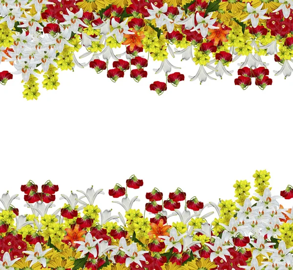 Flores isoladas sobre fundo branco — Fotografia de Stock