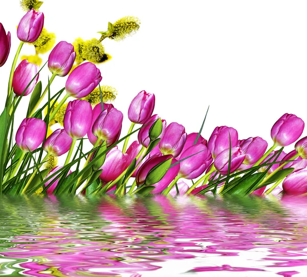 Цветы тюльпанов на белом фоне — стоковое фото